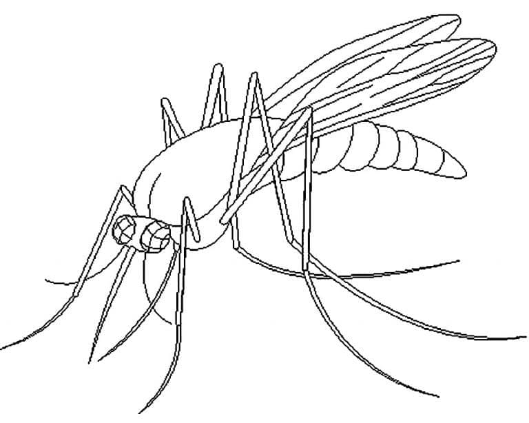 Free printable Mosquito coloring page #207179 from Animals collection Free printable Mosquito coloring page #207179 from Animals collection