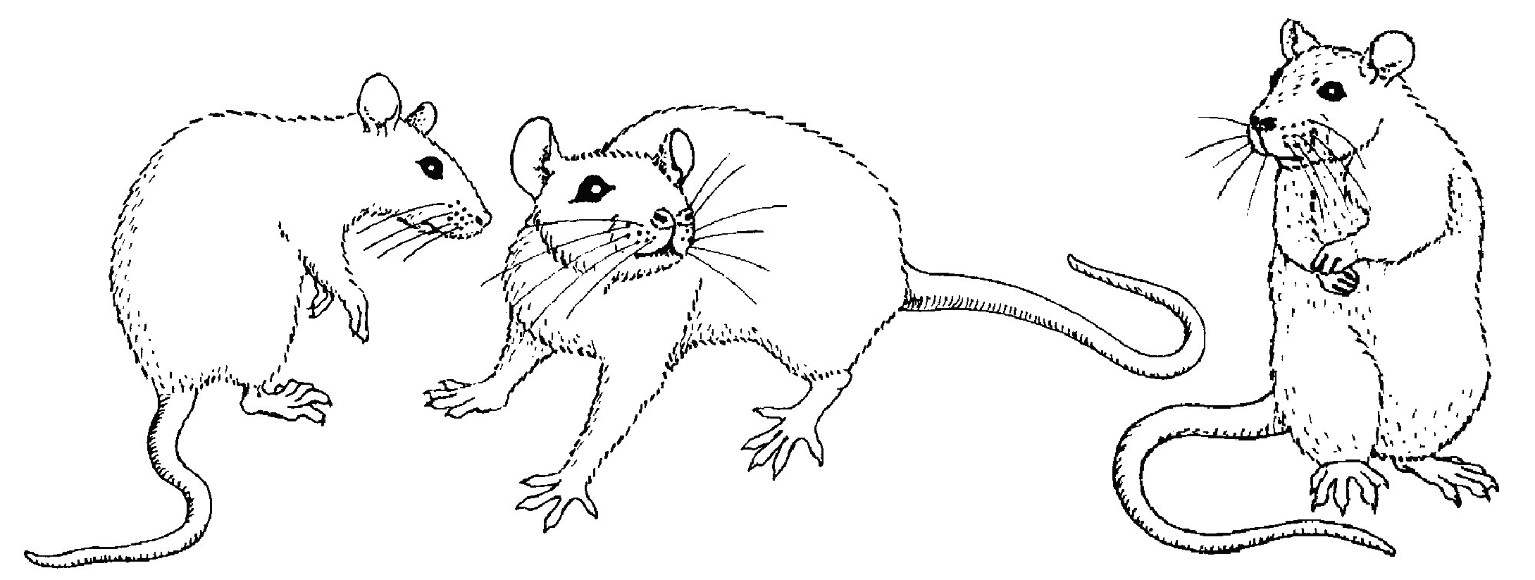 Coloring page: Mouse (Animals) #14056 - Free Printable Coloring Pages