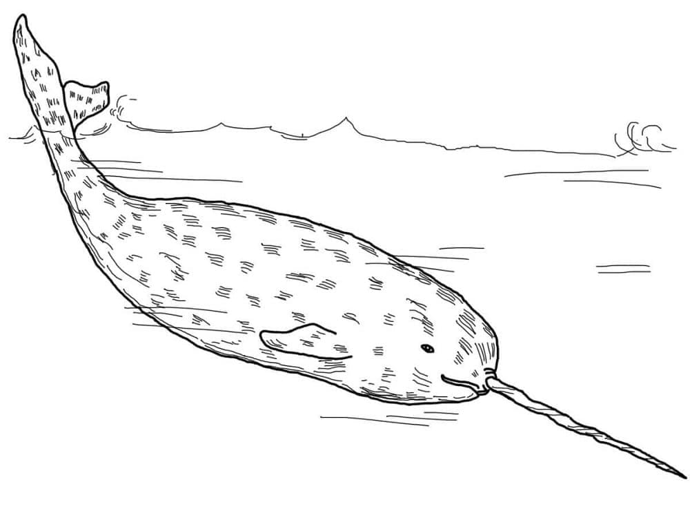 Free printable Narwhal coloring page #186639 from Animals collection