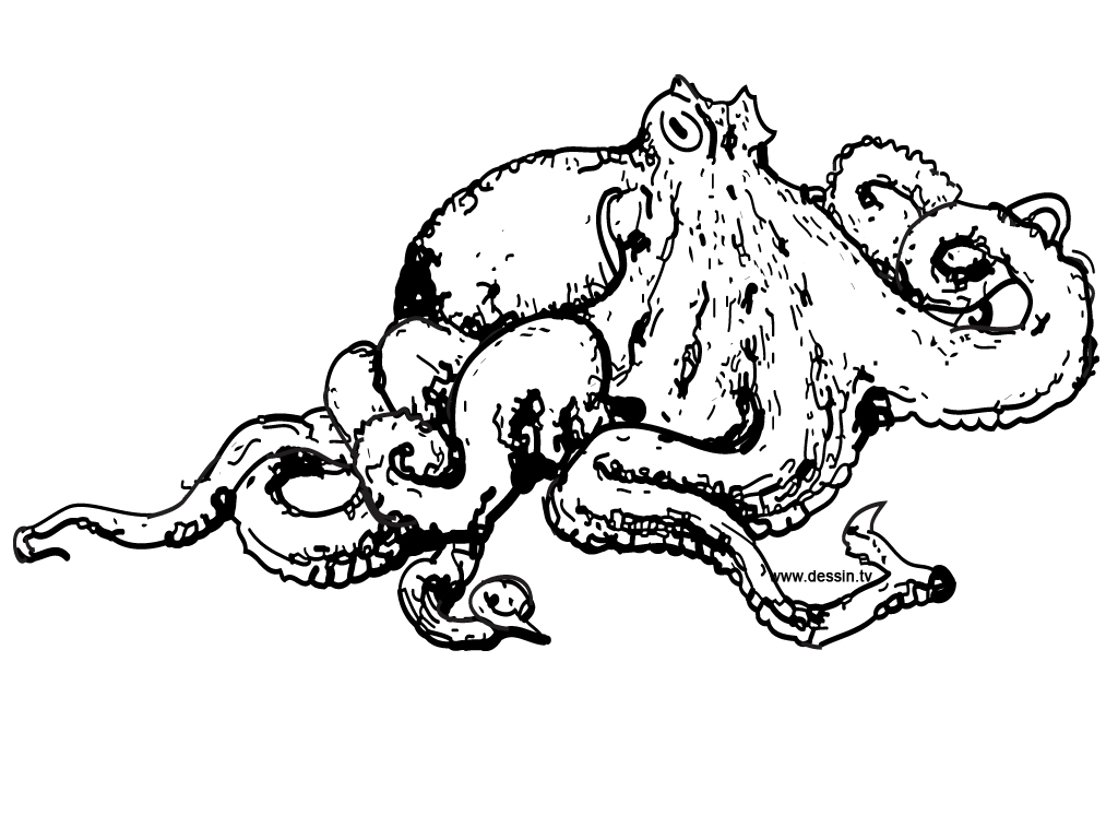 Coloring page: Octopus (Animals) #18940 - Free Printable Coloring Pages