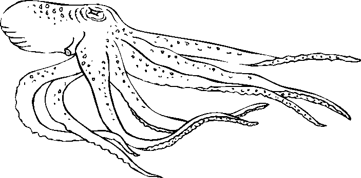Coloring page: Octopus (Animals) #18978 - Free Printable Coloring Pages