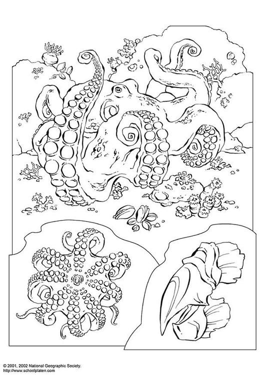 Coloring page: Octopus (Animals) #18985 - Free Printable Coloring Pages
