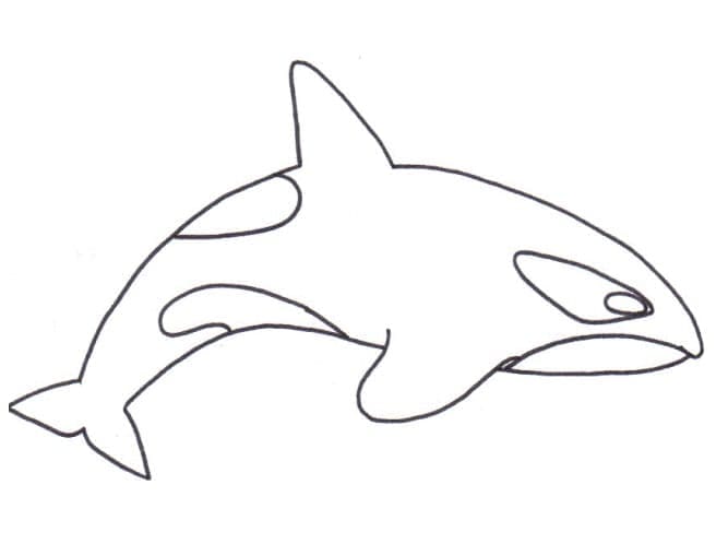 Free printable Orca coloring page #213445 from Animals collection