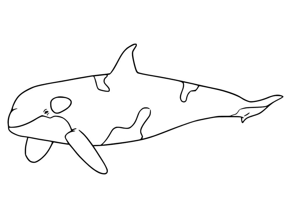 Free printable Orca coloring page #213459 from Animals collection
