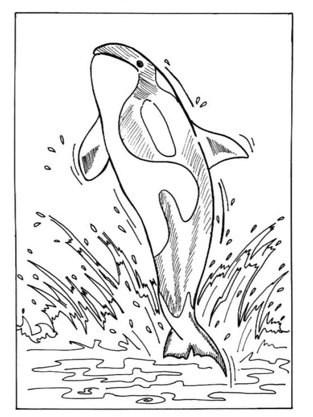 Free printable Orca coloring page #213462 from Animals collection