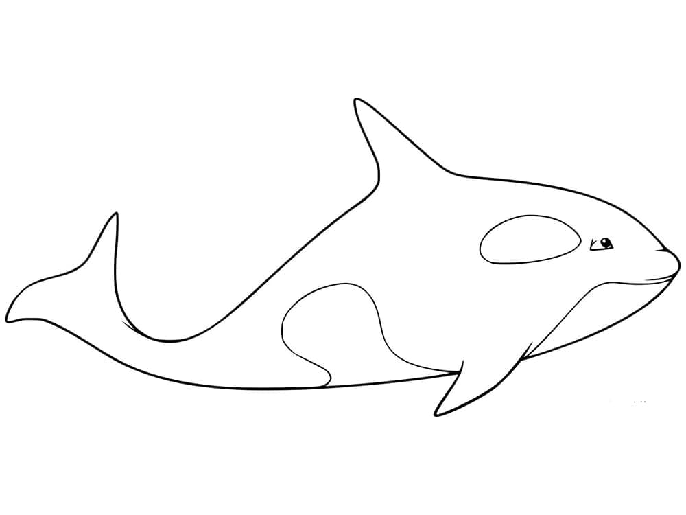 Free printable Orca coloring page #213470 from Animals collection