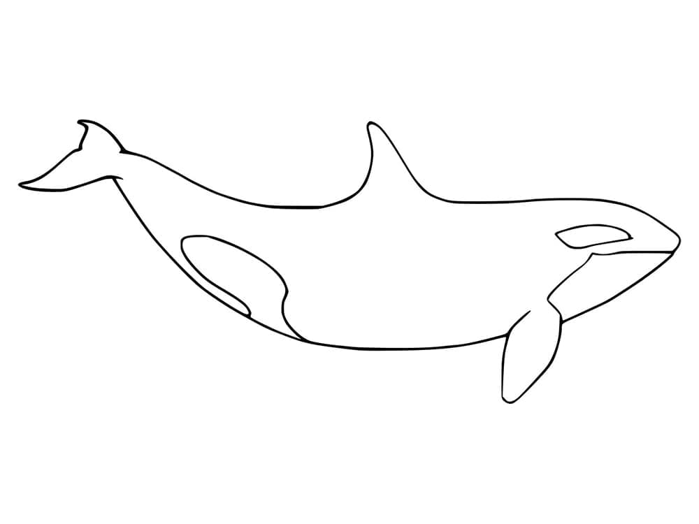 Free printable Orca coloring page #213472 from Animals collection