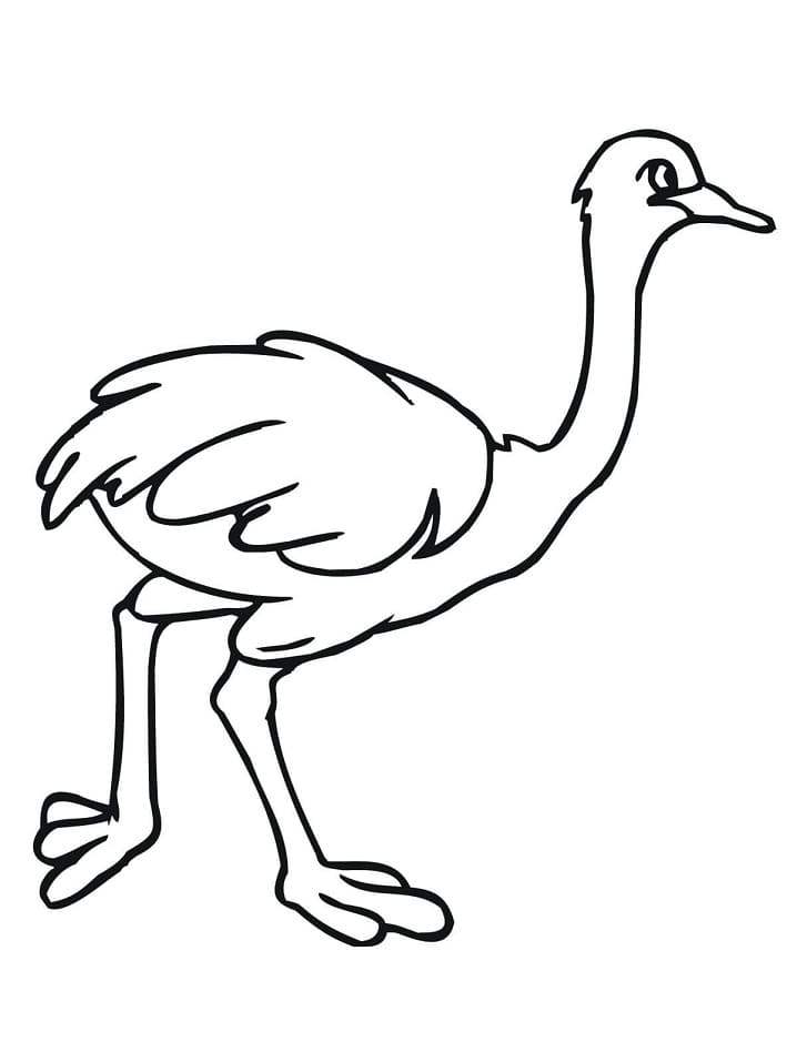 Free printable Ostrich coloring page #204543 from Animals collection