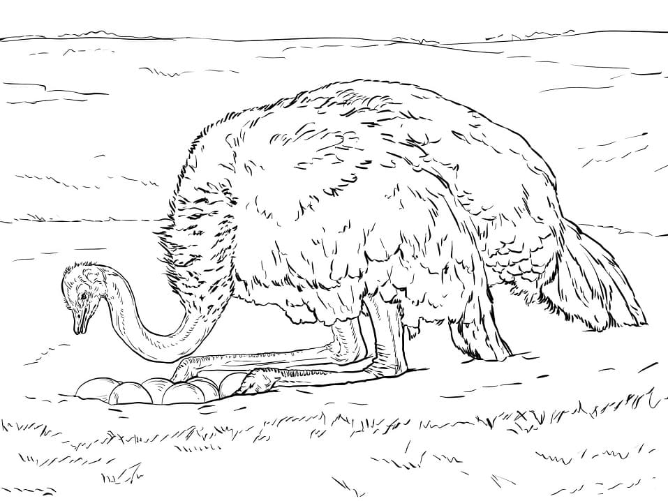 Free printable Ostrich coloring page #204563 from Animals collection
