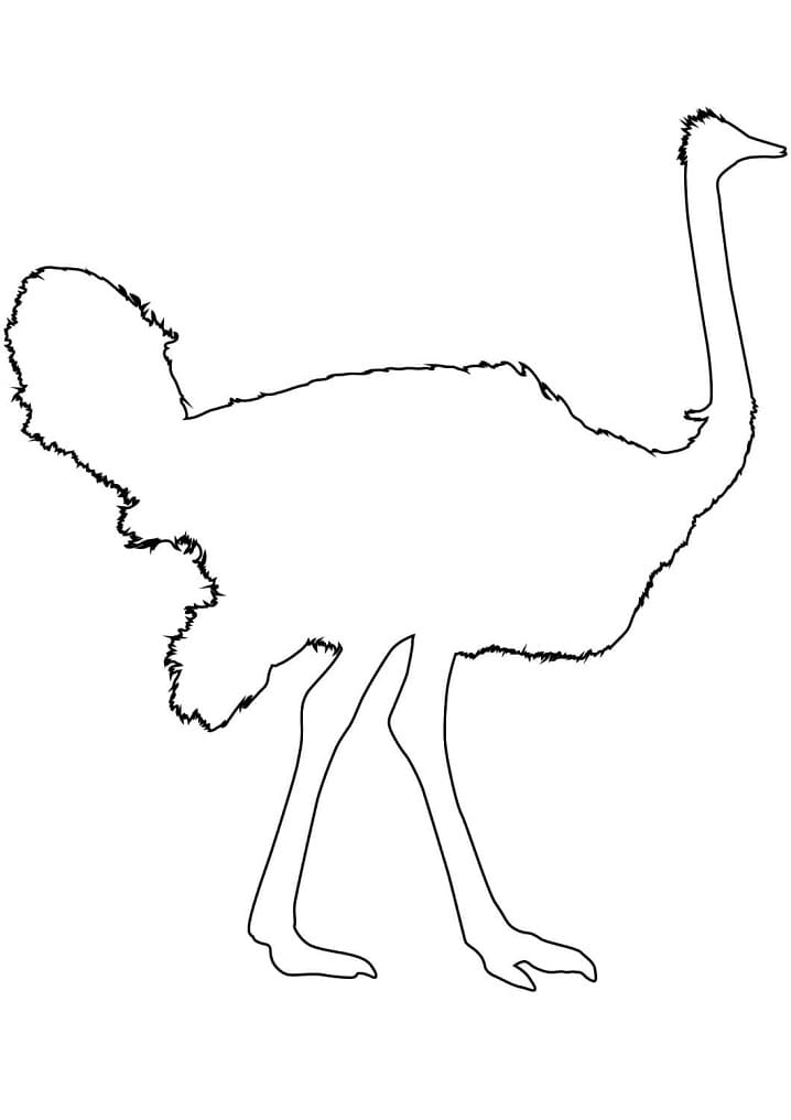 Free printable Ostrich coloring page #204567 from Animals collection
