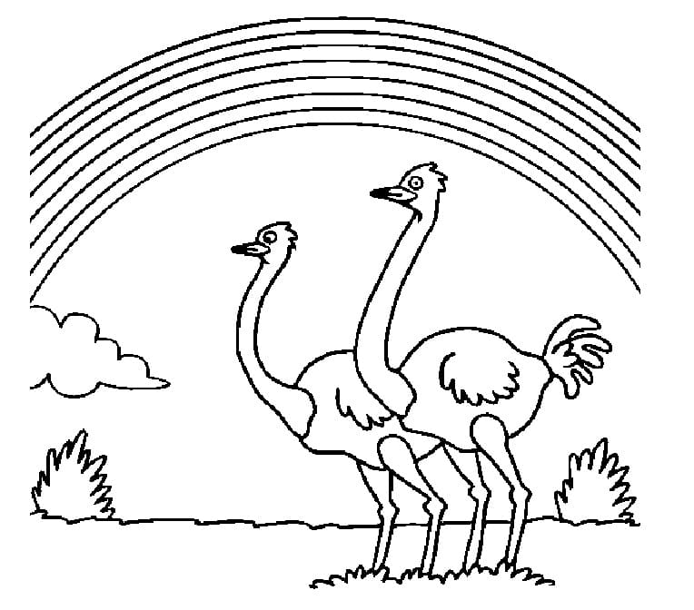 Free printable Ostrich coloring page #204569 from Animals collection