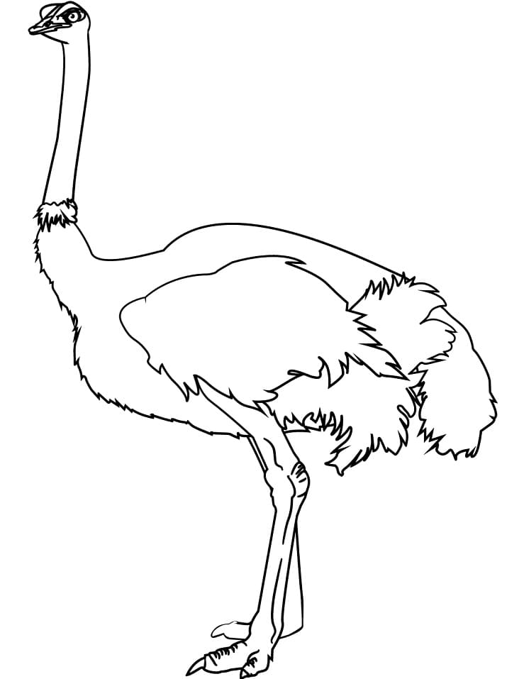 Free printable Ostrich coloring page #204576 from Animals collection Free printable Ostrich coloring page #204576 from Animals collection