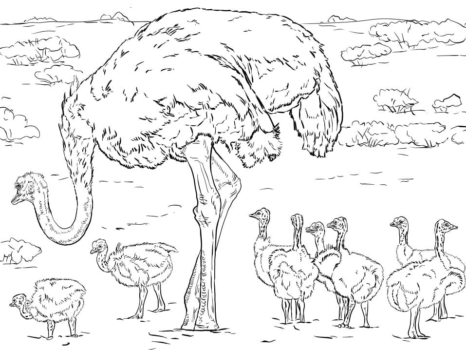 Free printable Ostrich coloring page #204578 from Animals collection