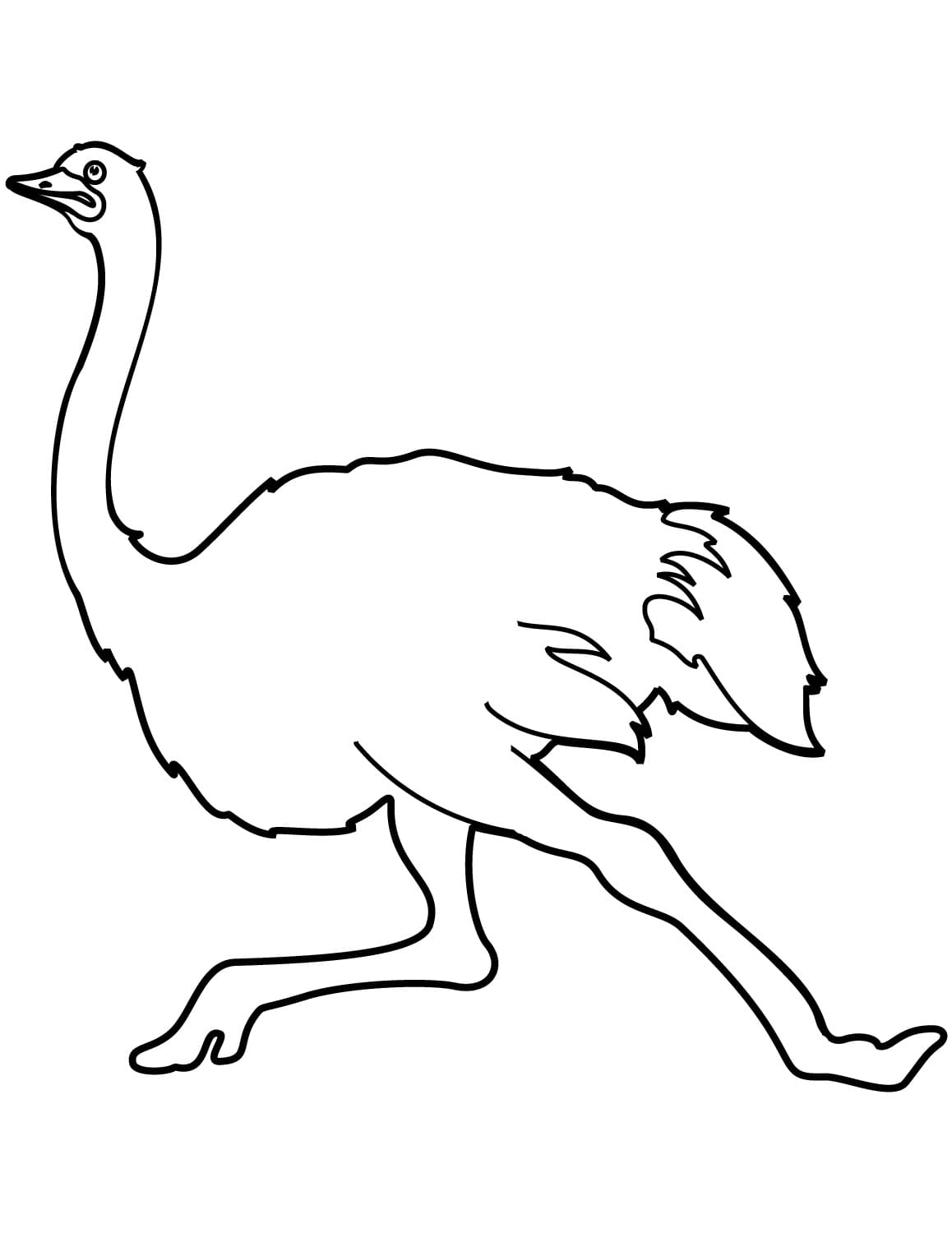 Free printable Ostrich coloring page #204586 from Animals collection