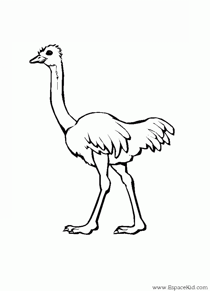 Coloring page: Ostrich (Animals) #678 - Free Printable Coloring Pages