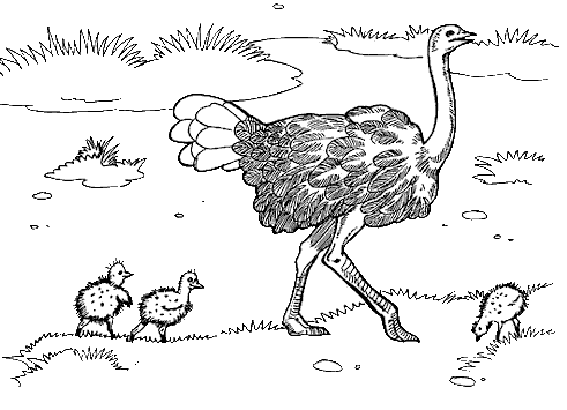 Coloring page: Ostrich (Animals) #680 - Free Printable Coloring Pages