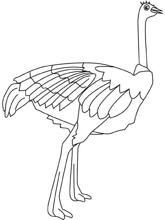 Coloring page: Ostrich (Animals) #682 - Free Printable Coloring Pages