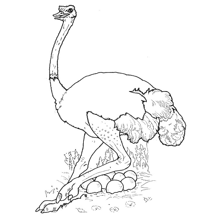 Coloring page: Ostrich (Animals) #694 - Free Printable Coloring Pages