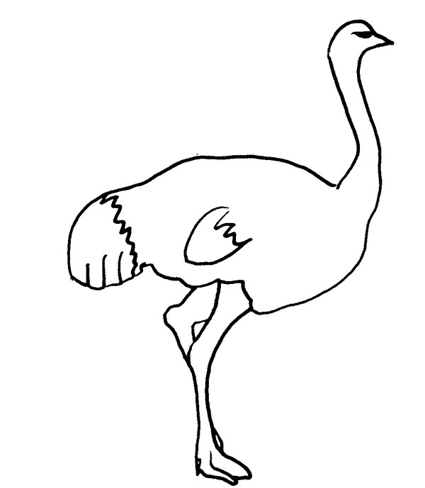 Coloring page: Ostrich (Animals) #701 - Free Printable Coloring Pages