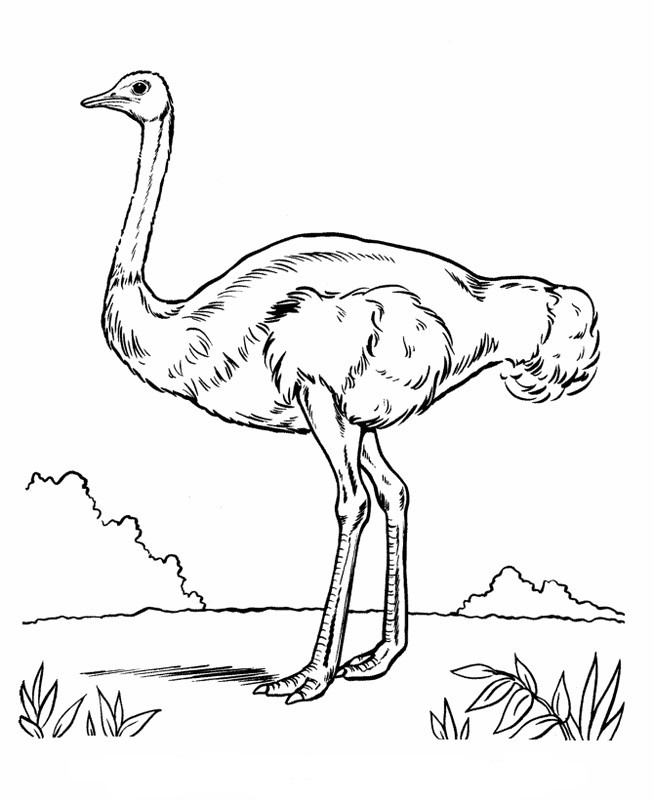 Coloring page: Ostrich (Animals) #752 - Free Printable Coloring Pages