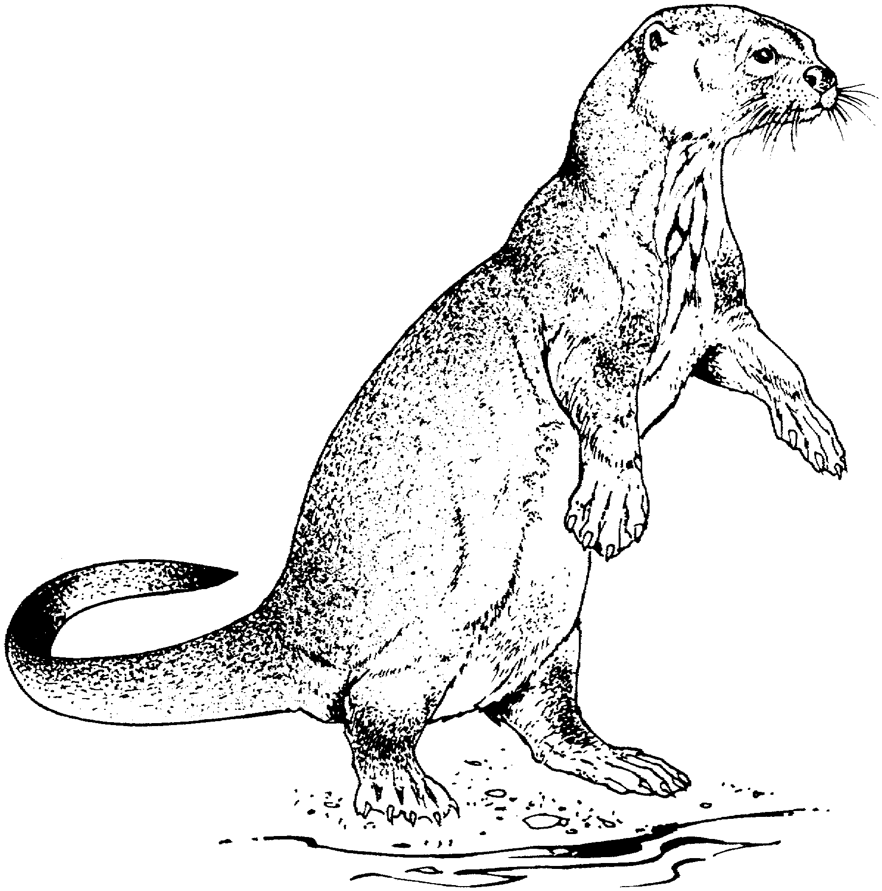 Coloring page: Otter (Animals) #10659 - Free Printable Coloring Pages