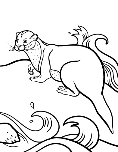 Coloring page: Otter (Animals) #10722 - Free Printable Coloring Pages