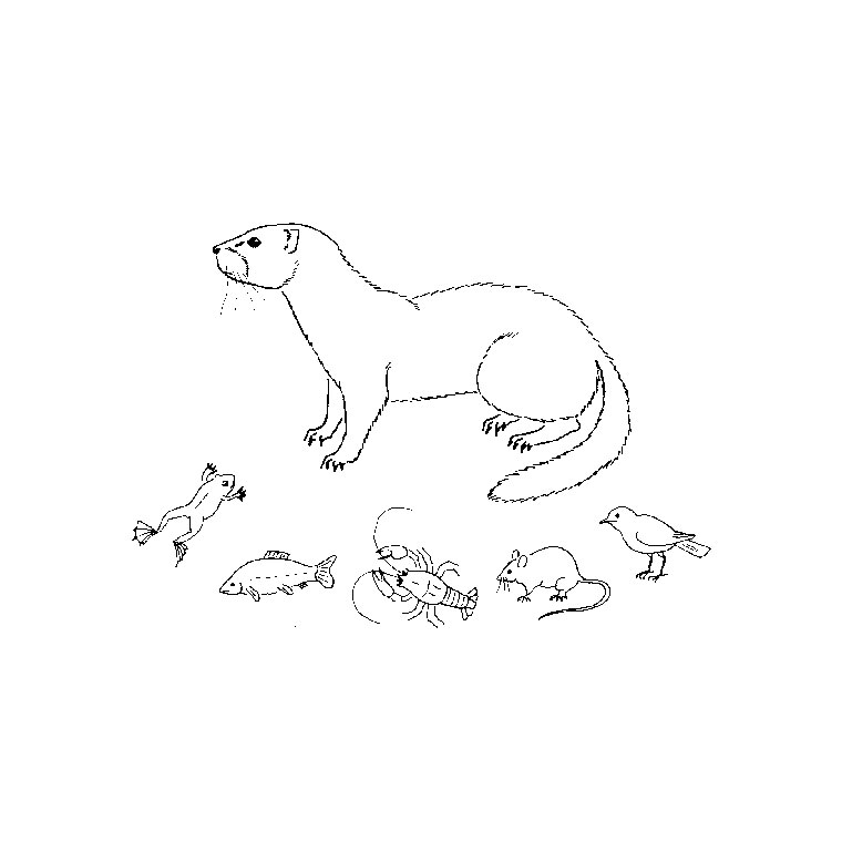 Coloring page: Otter (Animals) #10724 - Free Printable Coloring Pages
