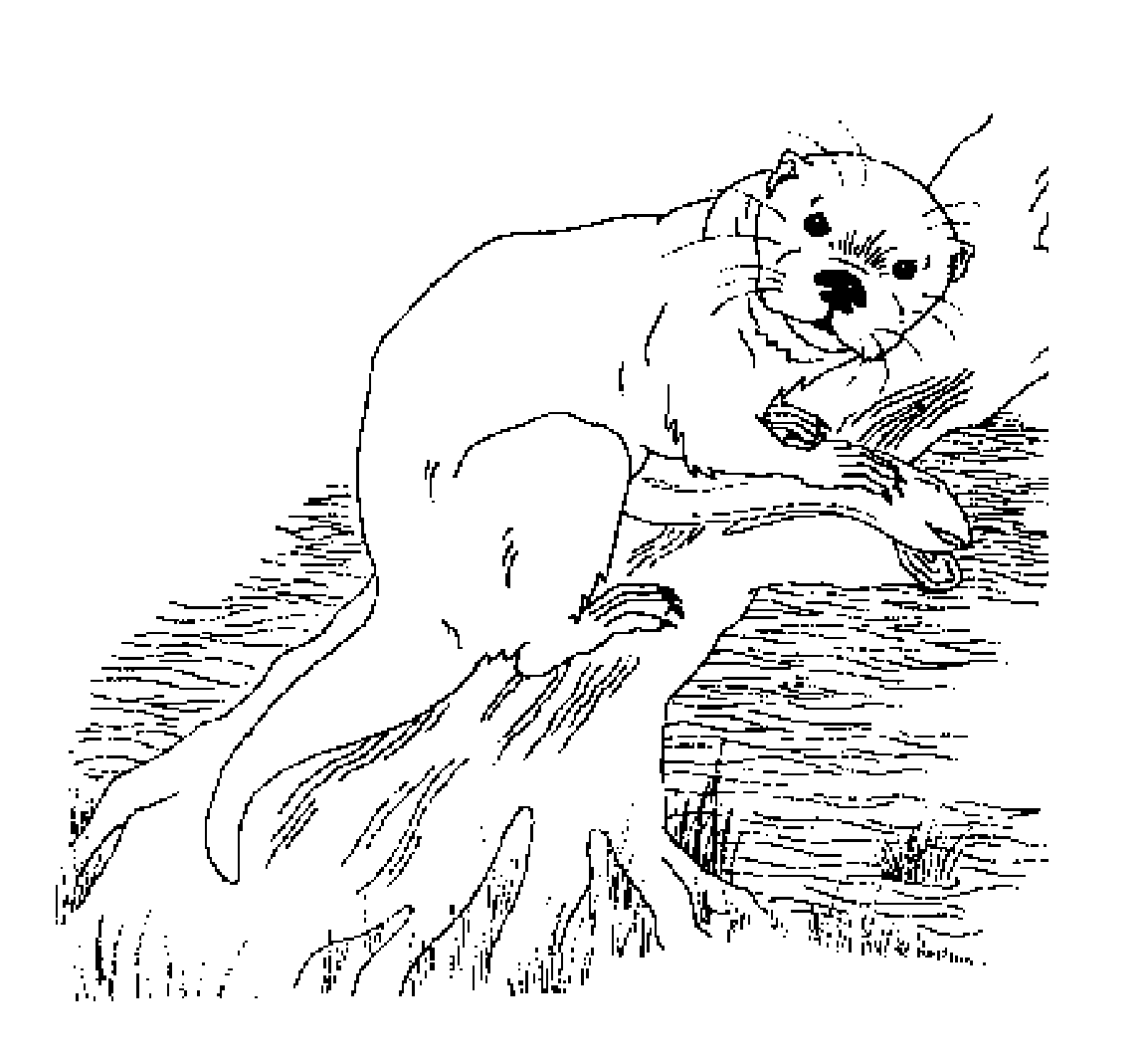 Coloring page: Otter (Animals) #10729 - Free Printable Coloring Pages