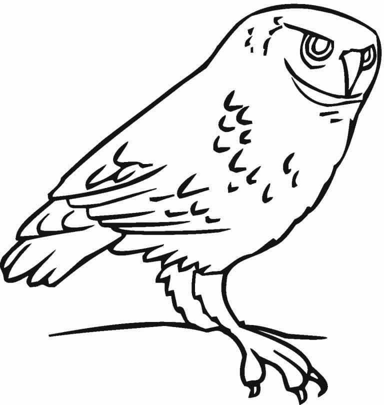 Free printable Owl coloring page #178792 from Animals collection