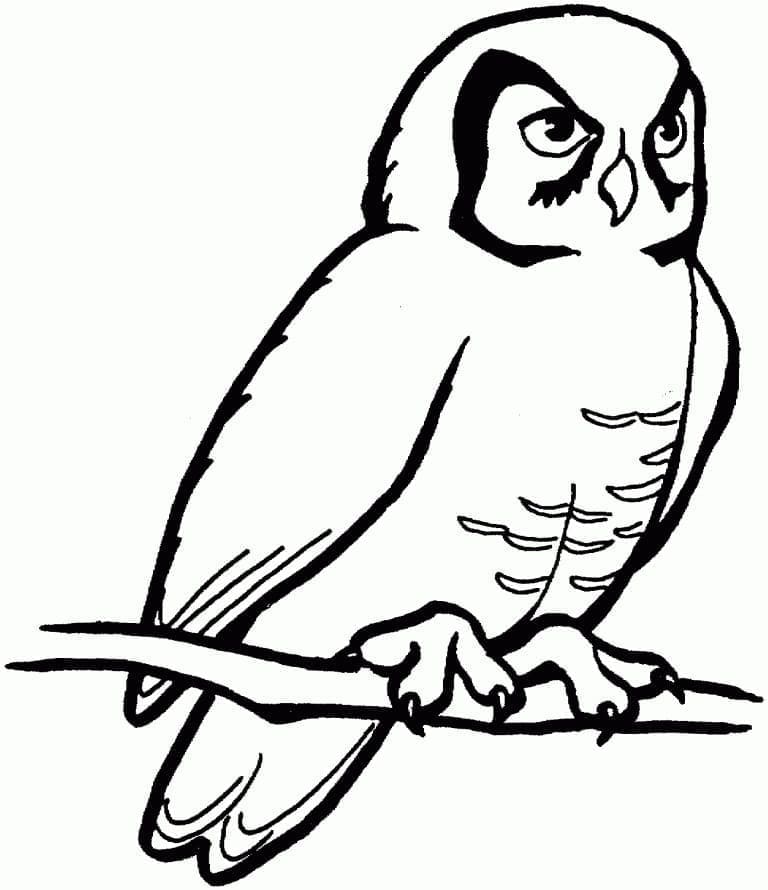 Free printable Owl coloring page #178818 from Animals collection