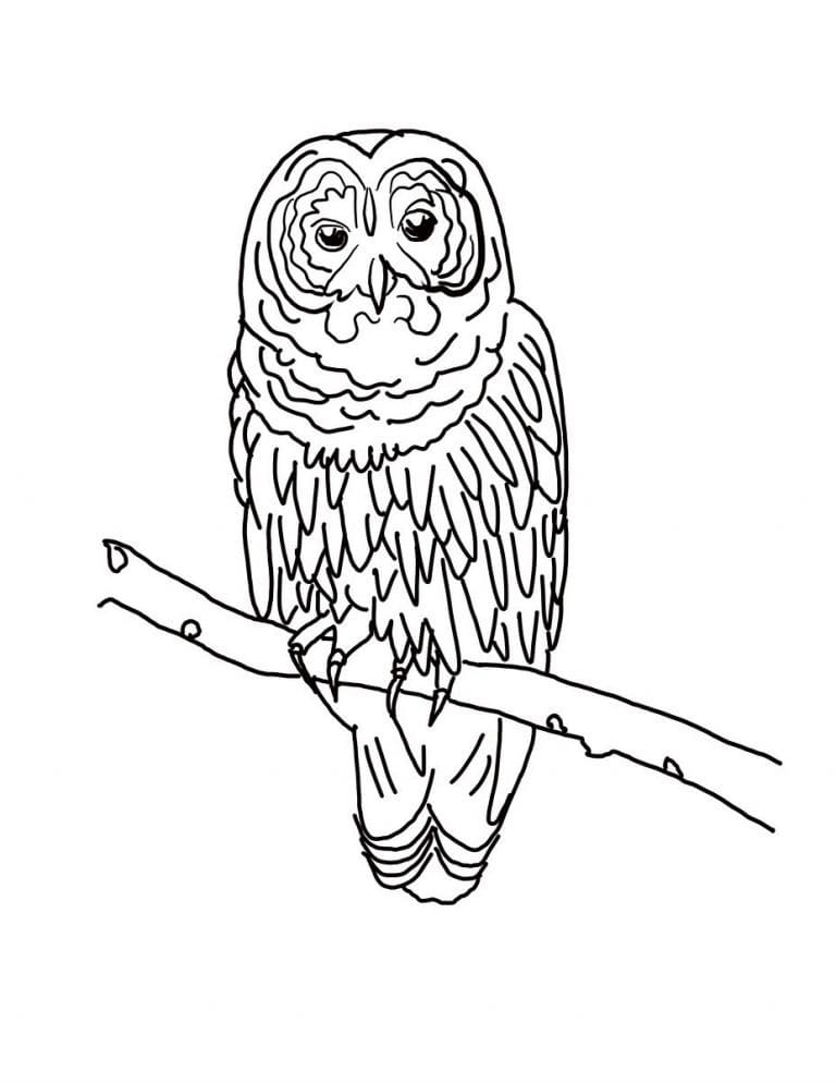 Free printable Owl coloring page #217061 from Animals collection