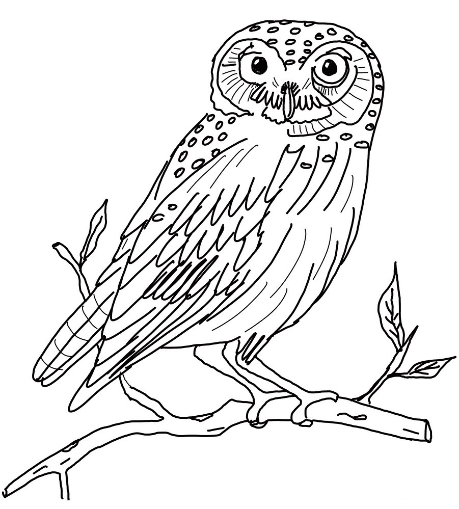 Coloring page: Owl (Animals) #8410 - Free Printable Coloring Pages