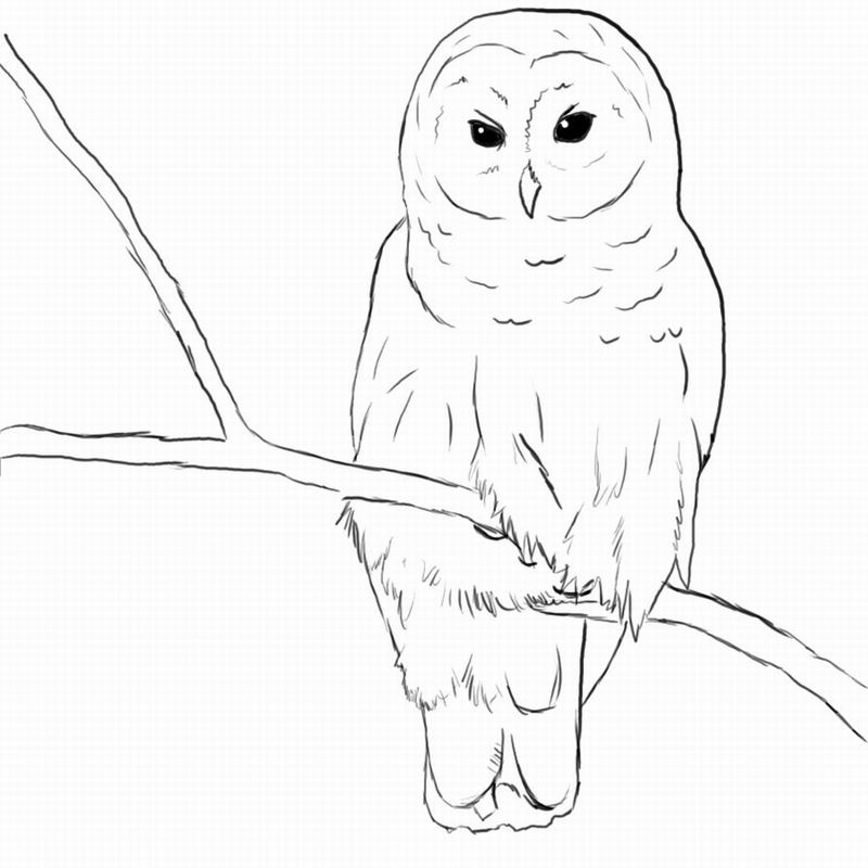 Coloring page: Owl (Animals) #8447 - Free Printable Coloring Pages