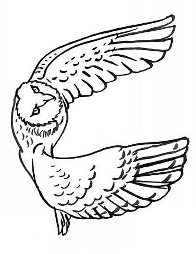 Coloring page: Owl (Animals) #8453 - Free Printable Coloring Pages