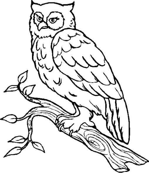 Coloring page: Owl (Animals) #8458 - Free Printable Coloring Pages