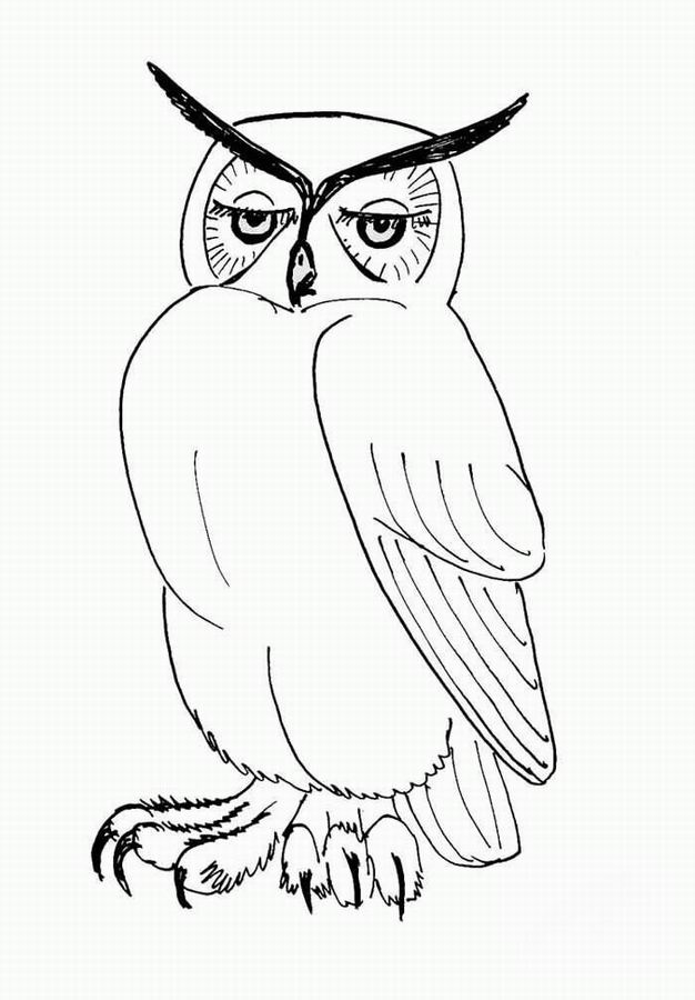 Coloring page: Owl (Animals) #8461 - Free Printable Coloring Pages