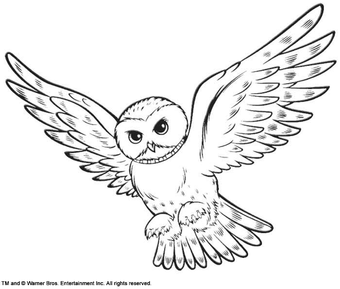 Coloring page: Owl (Animals) #8475 - Free Printable Coloring Pages