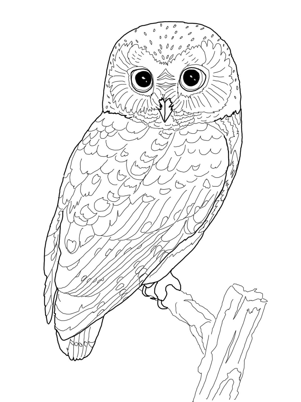 Coloring page: Owl (Animals) #8502 - Free Printable Coloring Pages