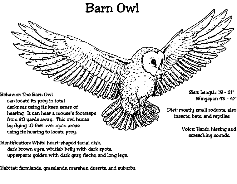 Coloring page: Owl (Animals) #8551 - Free Printable Coloring Pages