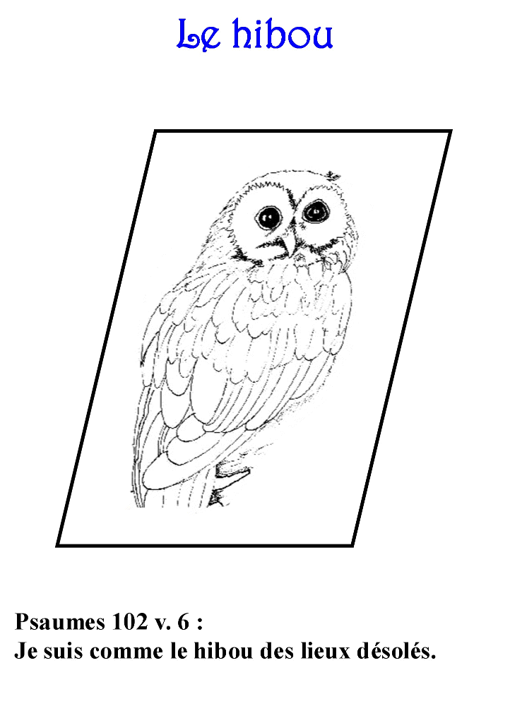 Coloring page: Owl (Animals) #8560 - Free Printable Coloring Pages