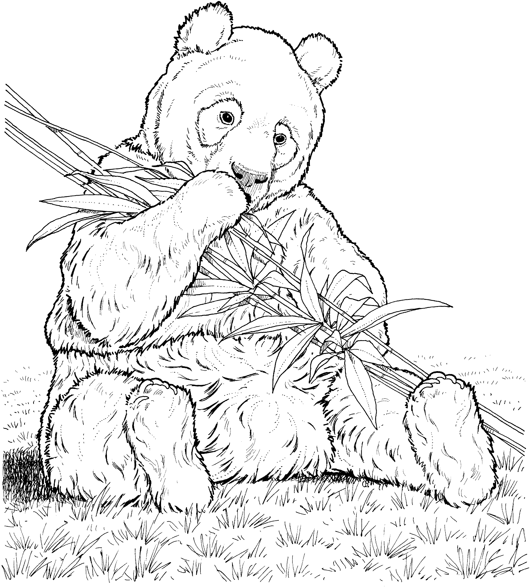 Coloring page: Panda (Animals) #12450 - Free Printable Coloring Pages