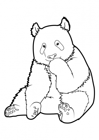 Drawing Panda 12465 Animals Printable Coloring Pages