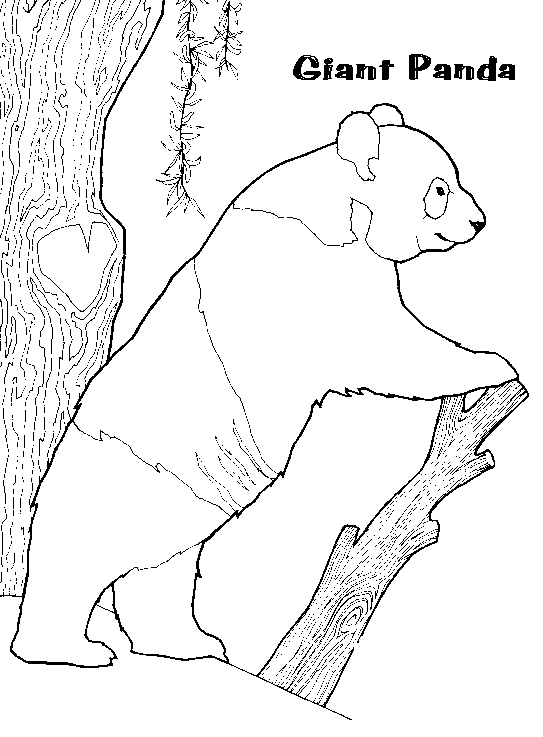 Coloring page: Panda (Animals) #12508 - Free Printable Coloring Pages