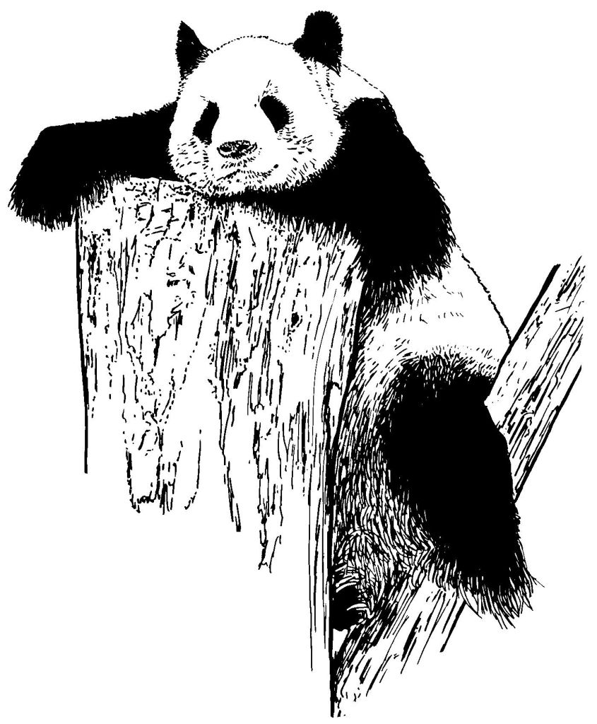 Coloring page: Panda (Animals) #12625 - Free Printable Coloring Pages
