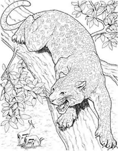 Coloring page: Panther (Animals) #15518 - Free Printable Coloring Pages