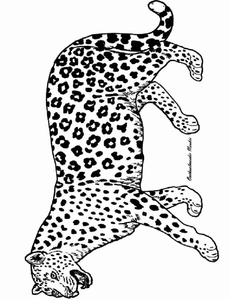 Coloring page: Panther (Animals) #15520 - Free Printable Coloring Pages