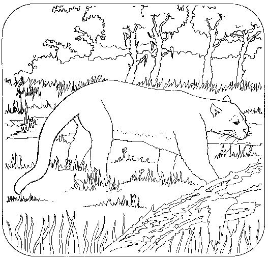 Coloring page: Panther (Animals) #15547 - Free Printable Coloring Pages