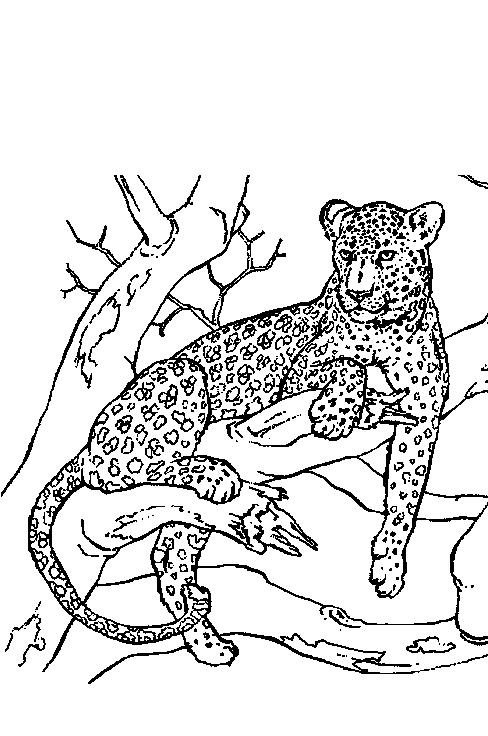 Coloring page: Panther (Animals) #15566 - Free Printable Coloring Pages