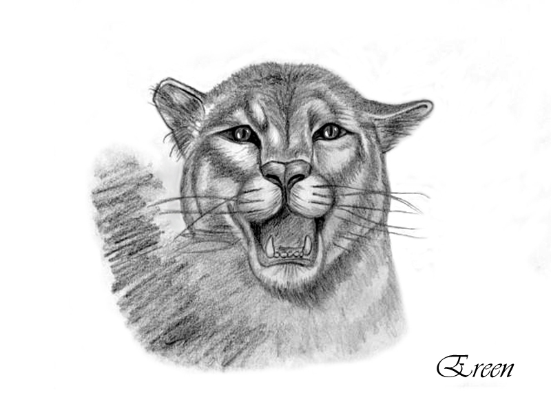 Coloring page: Panther (Animals) #15650 - Free Printable Coloring Pages