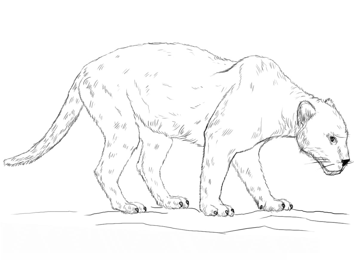 Free printable Panther coloring page #214444 from Animals collection Free printable Panther coloring page #214444 from Animals collection
